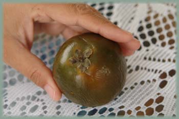 Fruit : Lucuma