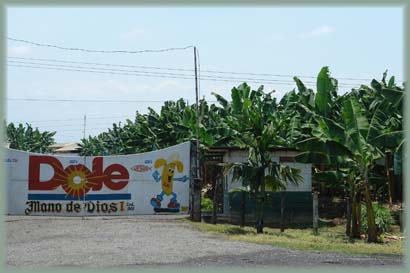 Équateur - Bananeraies