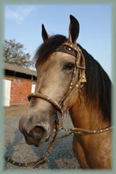 Equateur - Cheval paso peruano