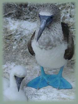 Galapagos - Fou à pieds bleus