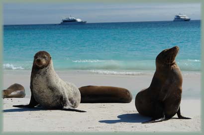 Galapagos - Otarie