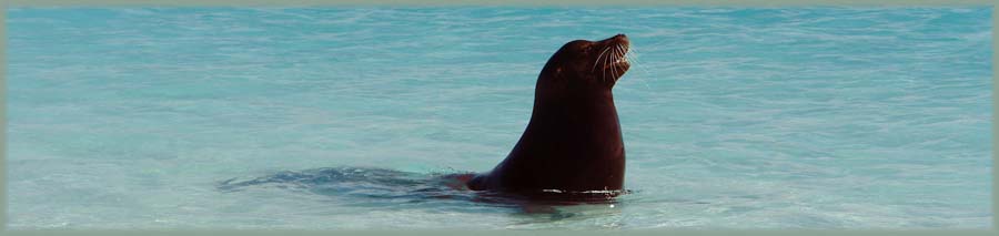 Galapagos - Otarie