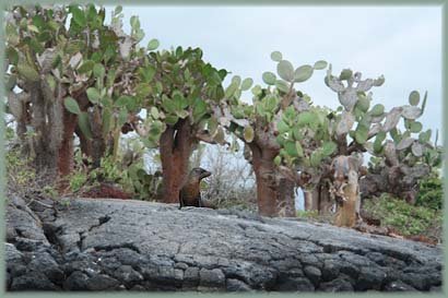 Galapagos - Floreana