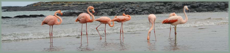 Galapagos - Flamants roses