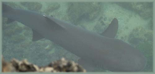 Galapagos - Requin à pointes blanches