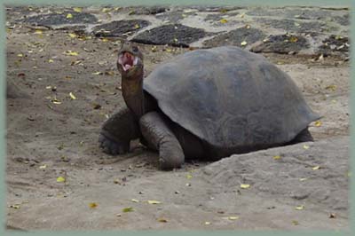 Galapagos - Tortue terrestre