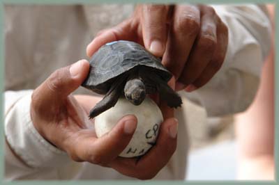 Galapagos - Tortue terrestre