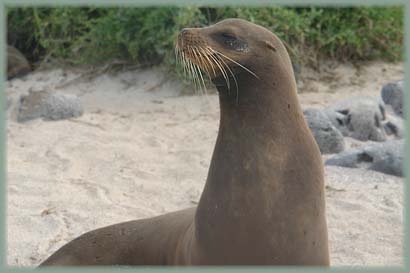 Galapagos - Otarie