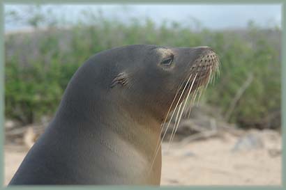 Galapagos - Otarie