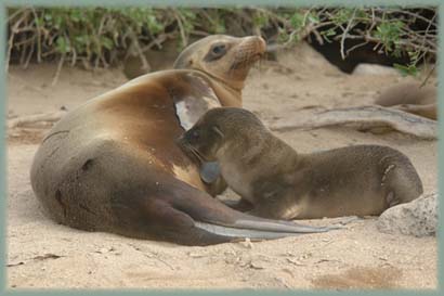 Galapagos - Otarie