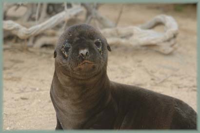 Galapagos - Otarie