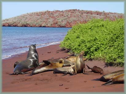 Galapagos - Rabida