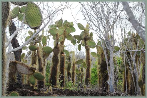 Galapagos - Santa Cruz