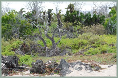 Galapagos - Santa Cruz