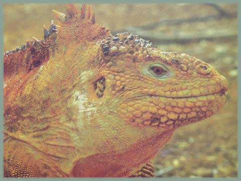 Galapagos - Iguane terrestre