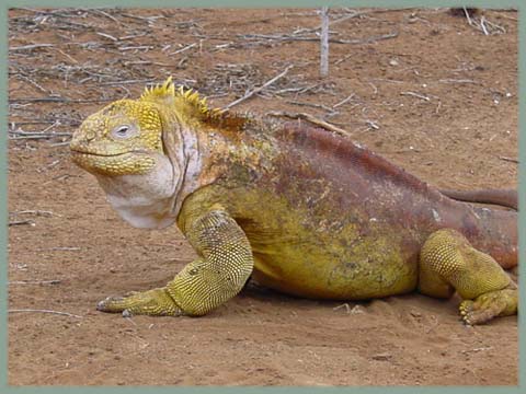 Galapagos - Iguane terrestre