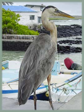 Galapagos - Héron cendré