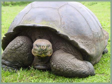 Galapagos  - Tortue terrestre