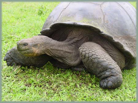 Galapagos - Tortue terrestre