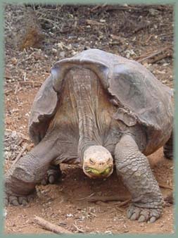 Galapagos  - Tortue terrestre