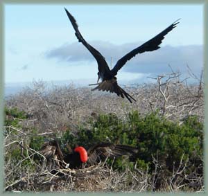 Galapagos - Frégate