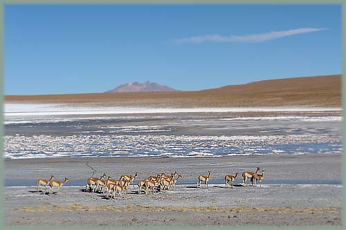 Bolivie - Altiplano