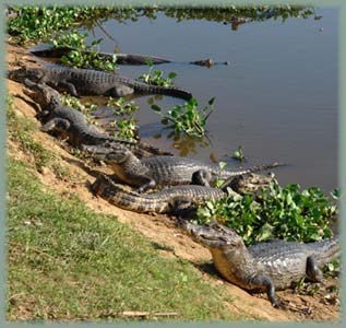 Brésil Pantanal - Amazonie