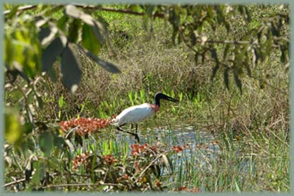 Brésil Pantanal - Amazonie