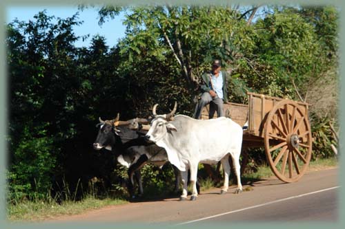 Paraguay - Campo