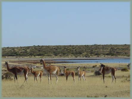 Guanacos - Patagonie