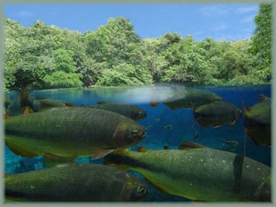 Brésil Pantanal - Amazonie