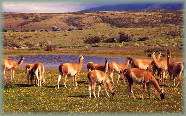 Guanacos - Argentine