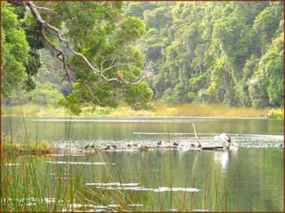 Habitat ornithorynque