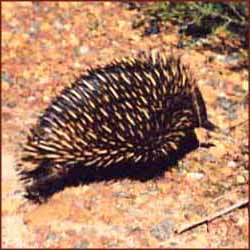 Echidné à bec court