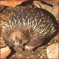 Echidné à bec court