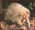 Echidné à bec long