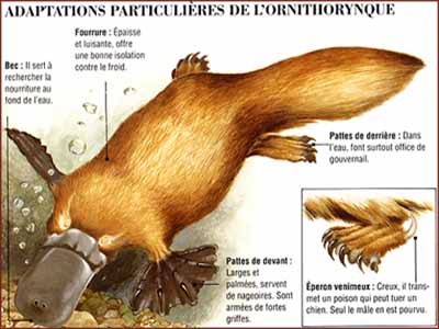 Ornithorynque