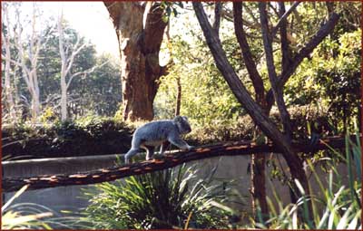 koala en pleine activité !