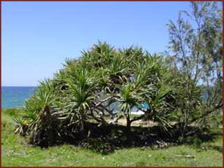 littoral pacifique