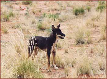 dingo