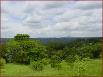 forêt du queensland