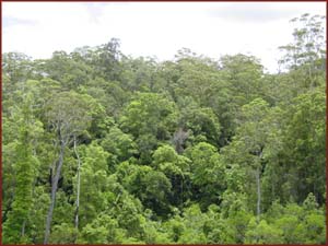 forêt du Queensland