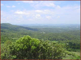 forêt du Queensland