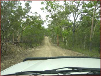 forêt du queensland