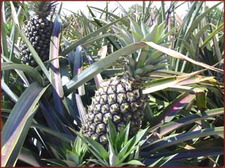 ananas