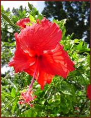 hibiscus