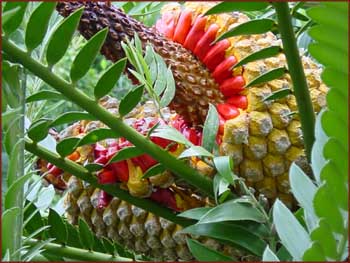 Royal Botanic Garden