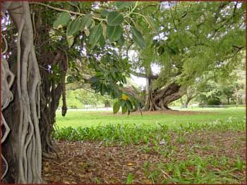 Royal Botanic Garden