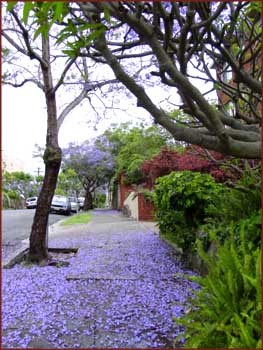 Jacaranda en fleurs