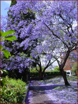 Jacaranda en fleurs